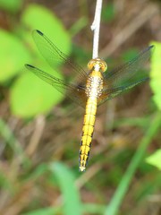 Erythrodiplax connata