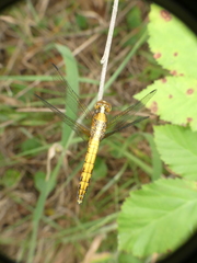 Erythrodiplax connata