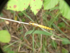 Erythrodiplax connata