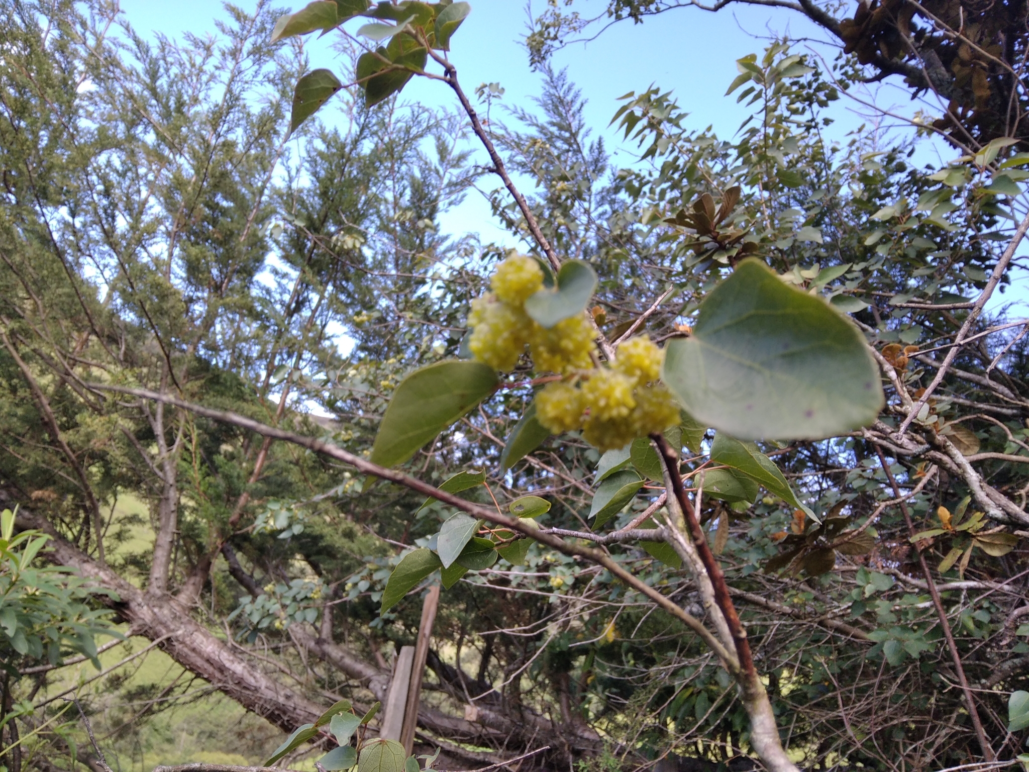 Vallea image