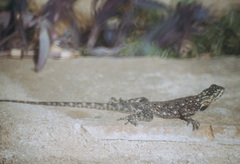 Agama lionotus
