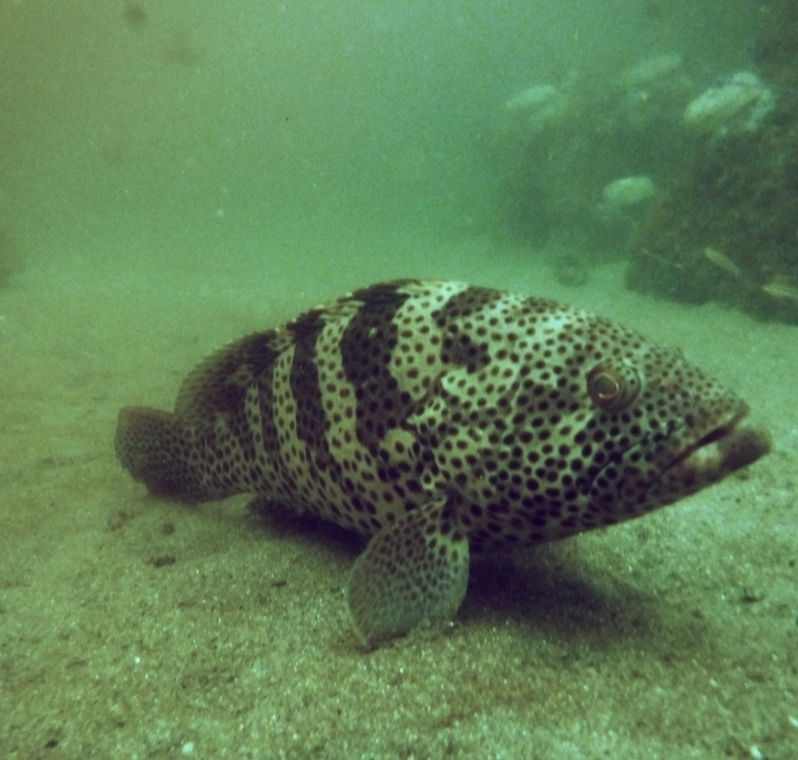 Spotted Grouper