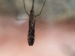 Anopheles