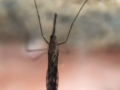 Anopheles