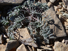 Astragalus gilmanii
