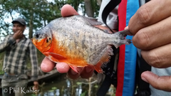 Pygocentrus nattereri