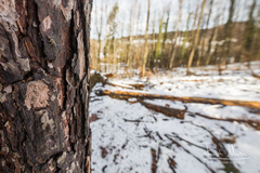 Acanthocinus reticulatus