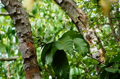 Capparidastrum frondosum