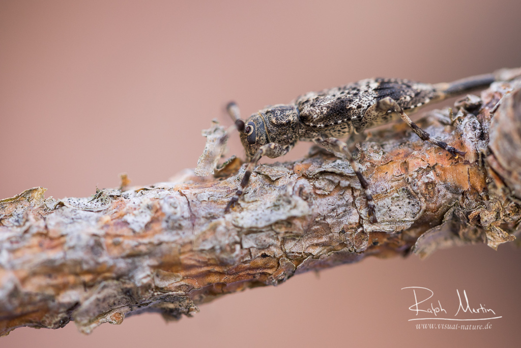 Acanthocinus
