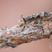 Acanthocinus reticulatus - Photo 由 Ralph Martin 所上傳的 (c) Ralph Martin，保留部份權利CC BY-NC-ND