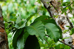 Capparidastrum frondosum