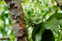 Capparidastrum frondosum