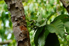Capparidastrum frondosum