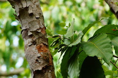 Capparidastrum frondosum