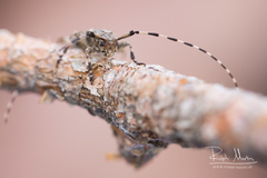 Acanthocinus reticulatus