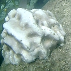 Leptoria phrygia