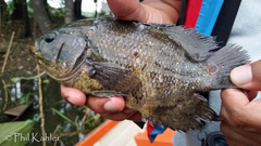 Astronotus ocellatus