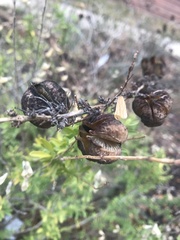 Hypericum canariense