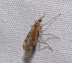 Sylvicola fenestralis