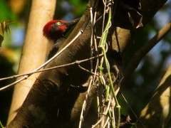 Dryocopus hodgei