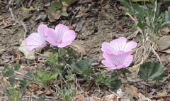 Malva trimestris