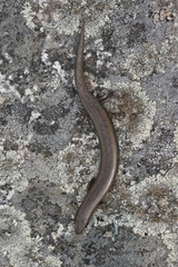 Chalcides bedriagai