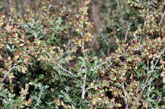 Artemisia barrelieri