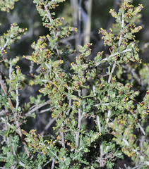 Artemisia barrelieri