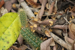 Acanthocereus hesperius