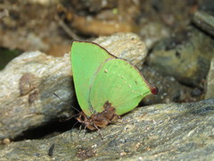 Cyanophrys pseudolongula