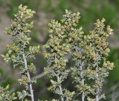 Artemisia caerulescens gallica