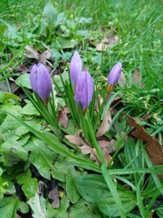 Crocus atticus