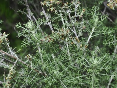 Artemisia caerulescens gallica