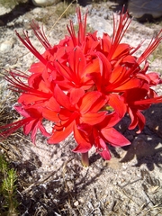 Brunsvigia marginata