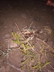 Carphoproscopia lancea