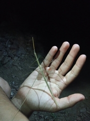Carphoproscopia lancea