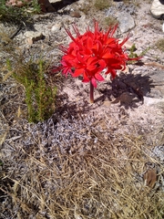 Brunsvigia marginata