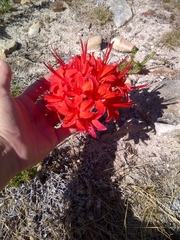 Brunsvigia marginata