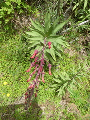 Lobelia tupa
