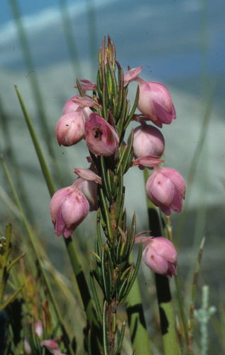 Image of Erica holosericea by (c) Tom Lloyd Evans, some rights reserved (CC BY-SA)