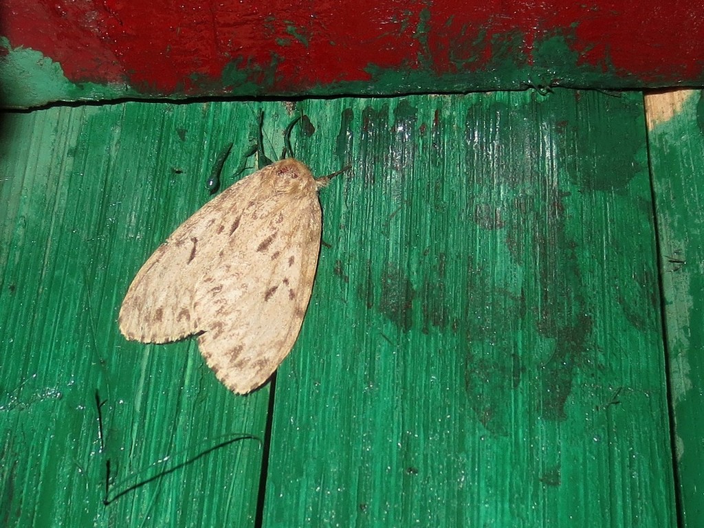 Lymantria swetlanae