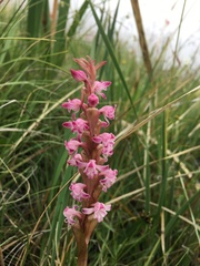 Satyrium neglectum neglectum
