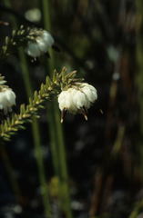 Erica cumuliflora