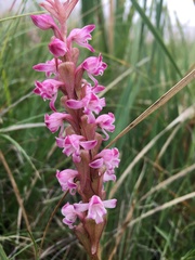 Satyrium neglectum neglectum