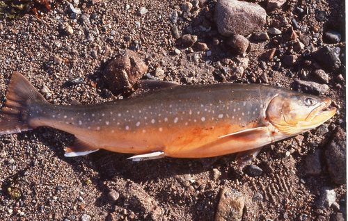 Arctic Char