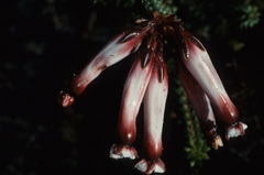 Erica aristata