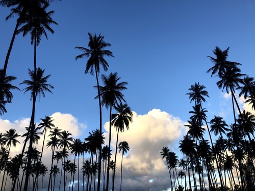 Cocos nucifera
