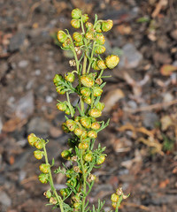 Artemisia chamaemelifolia