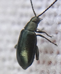 Phyllotreta nigripes