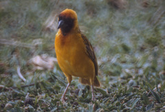 Ploceus taeniopterus